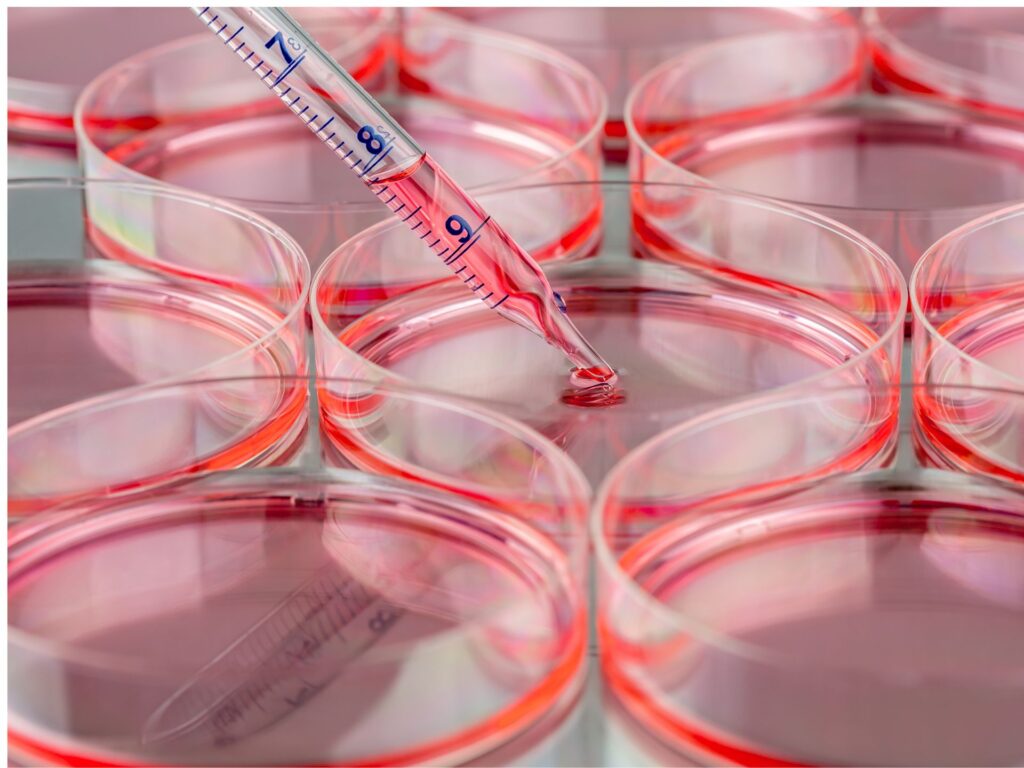 Labo anato cyno - Culture cellulaire